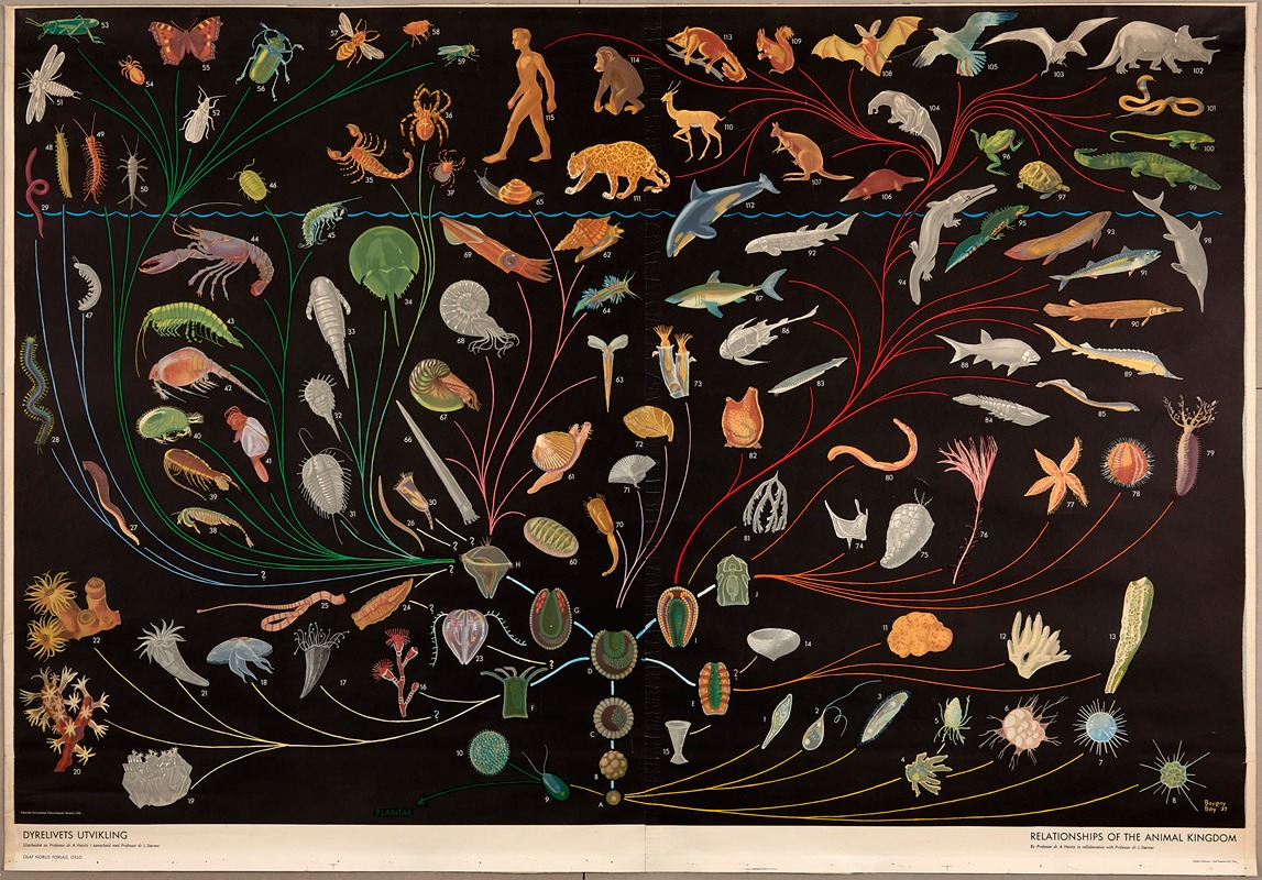 The Evolution of Animal Life by Borgny Bay, 1950 — digital art print download