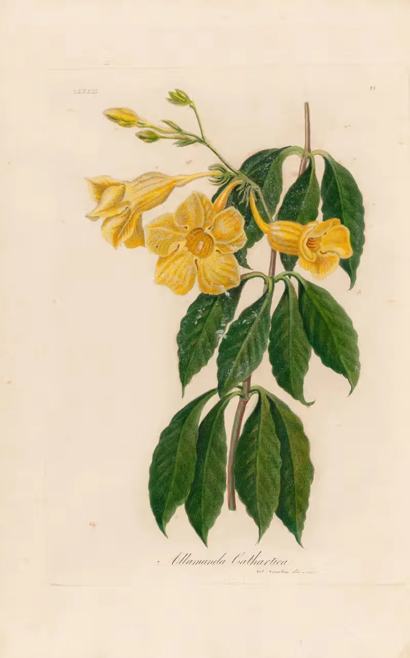 Allamanda Cathartica by Gaetano Savi, 1818-1824 — digital art print download