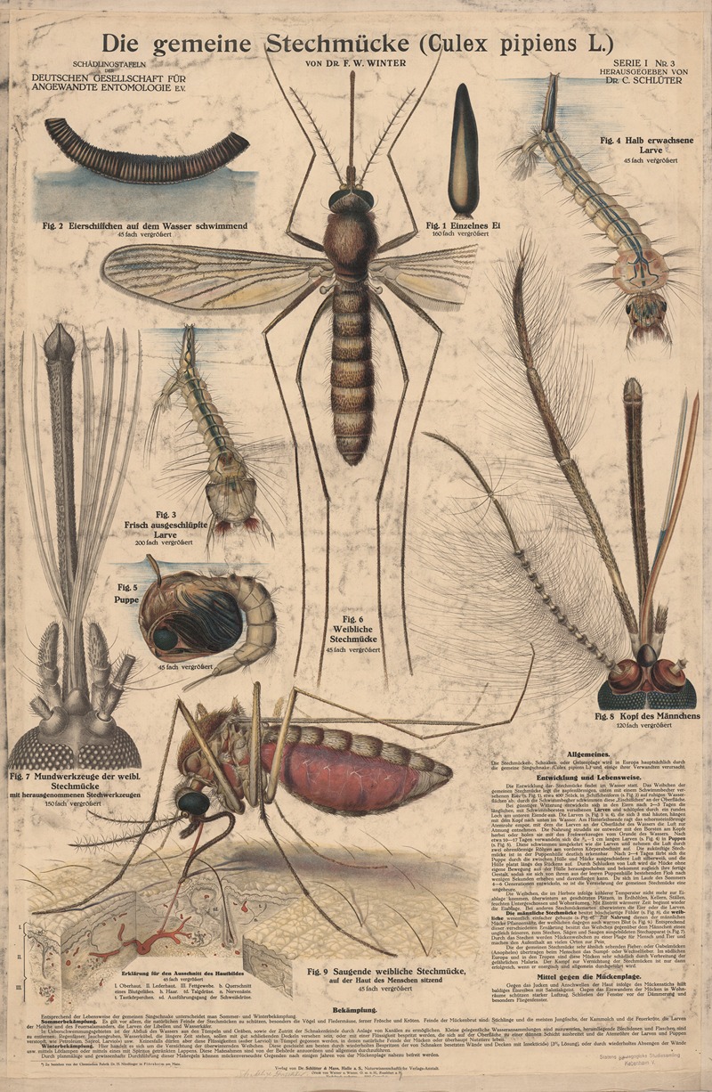 The common mosquito (Culex pipiens L.) by Dr. F.W. Winter, 1917 — digital art print download