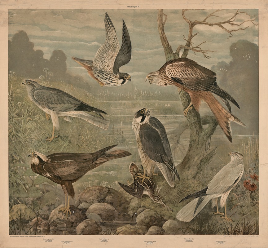 Birds of prey by J. Rhamm, 1900 — digital art print download