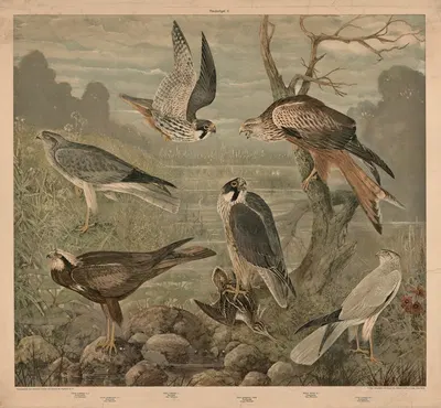 Birds of prey by J. Rhamm, 1900 — digital art print download