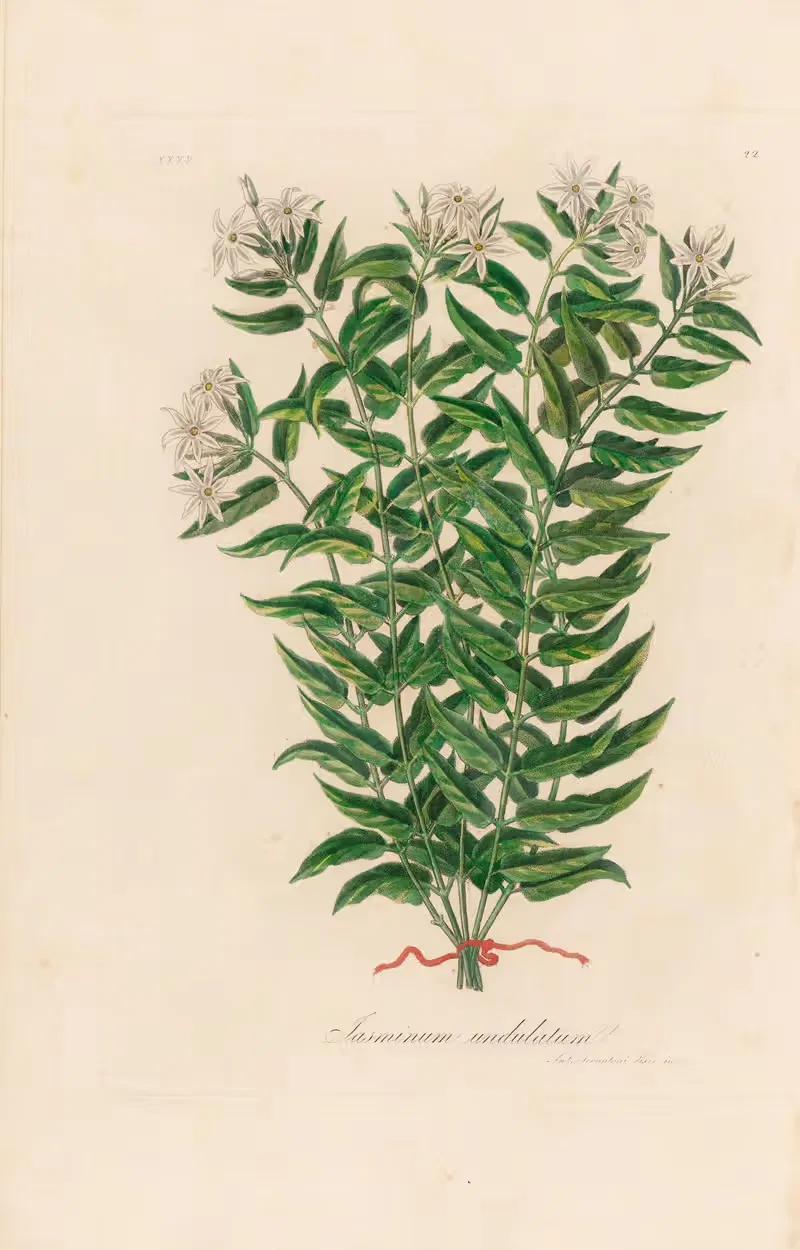 Jasminum undulatum by Gaetano Savi, 1818-1824 — digital art print download