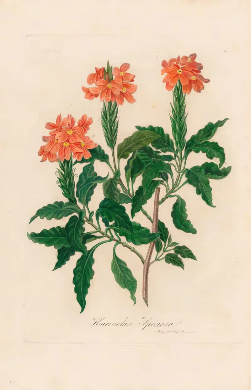 Harrachia Speciosa by Gaetano Savi, 1818-1824 — digital art print download