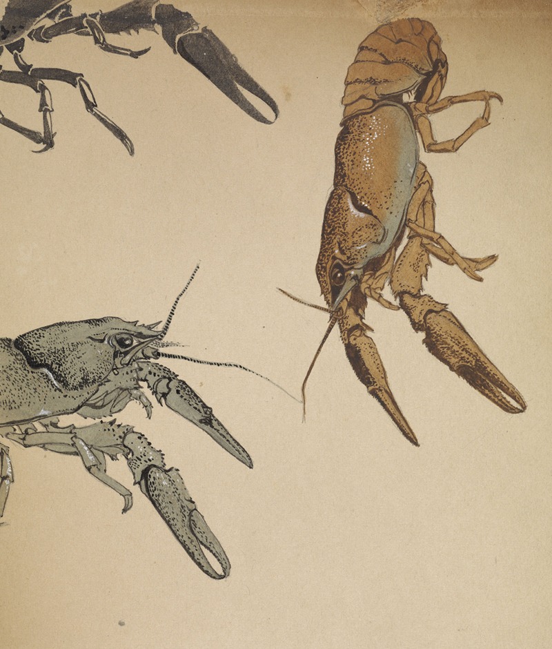 Sketches of crayfish by Джули де Грааг — digital art print download