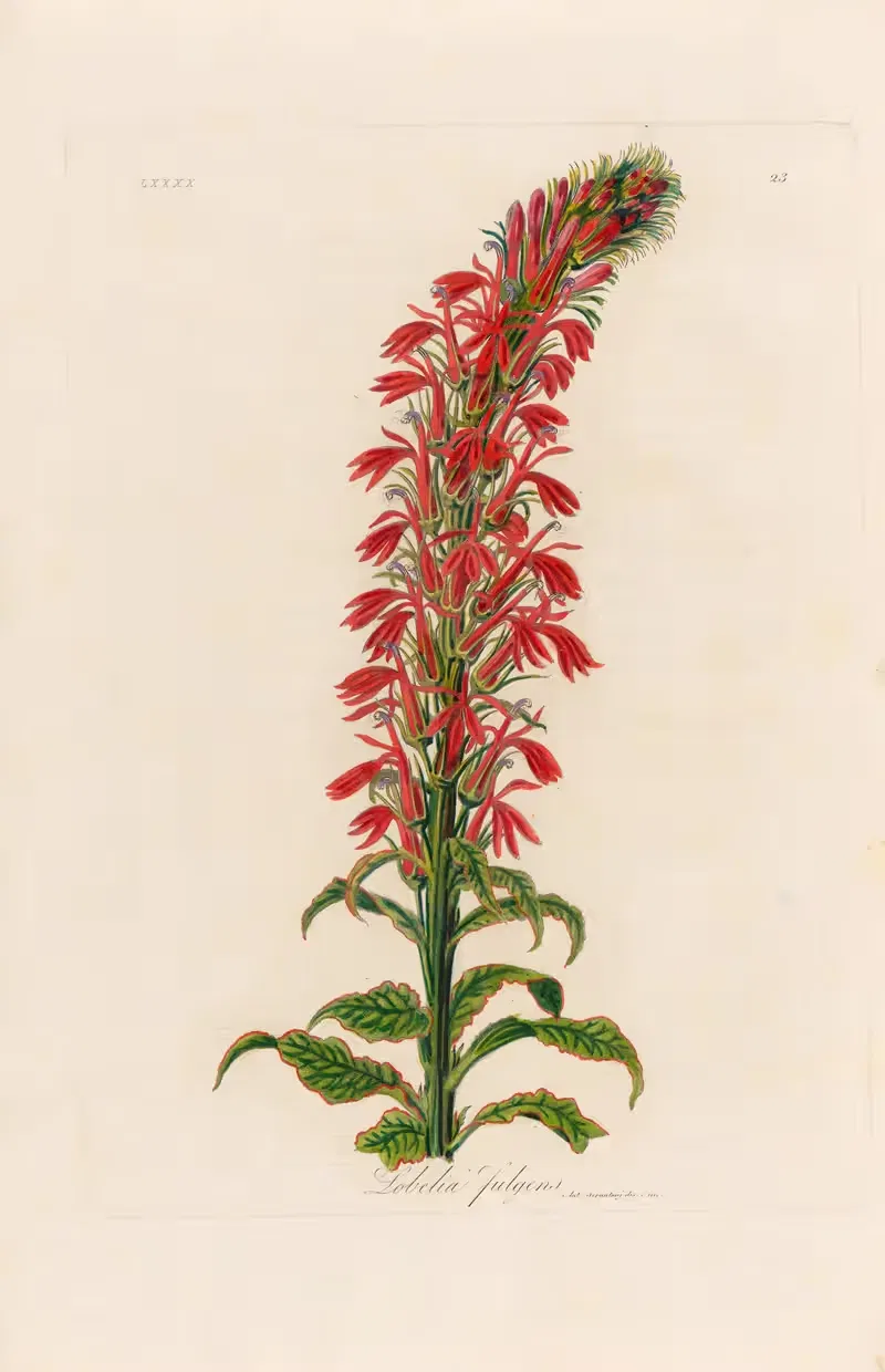 Lobelia fulgens by Gaetano Savi, 1818-1824 — digital art print download