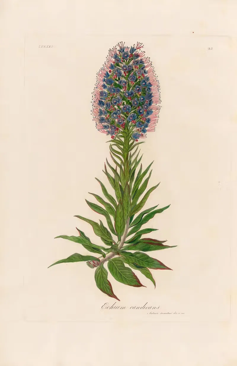 Echium candicans by Gaetano Savi, 1818-1824 — digital art print download