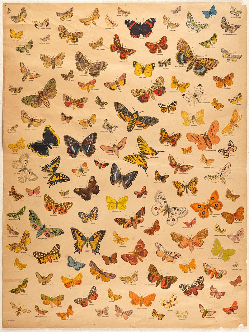 Butterflies by N.C. Rom, 1900 — digital art print download