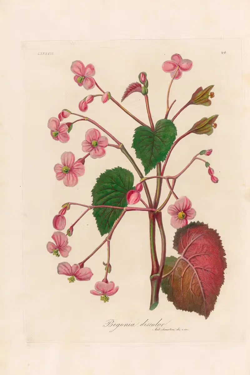 Begonia discolor by Gaetano Savi, 1818-1824 — digital art print download