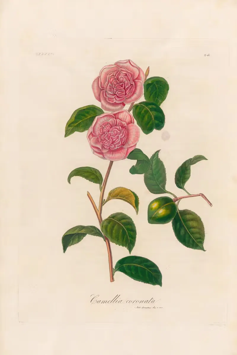Camellia coronata by Gaetano Savi, 1818-1824 — digital art print download