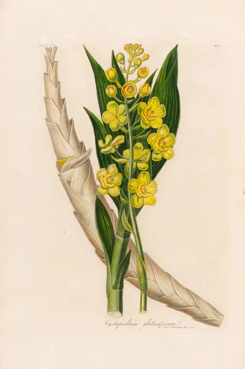 Cyrtopodium glutiniferum by Gaetano Savi, 1818-1824 — digital art print download