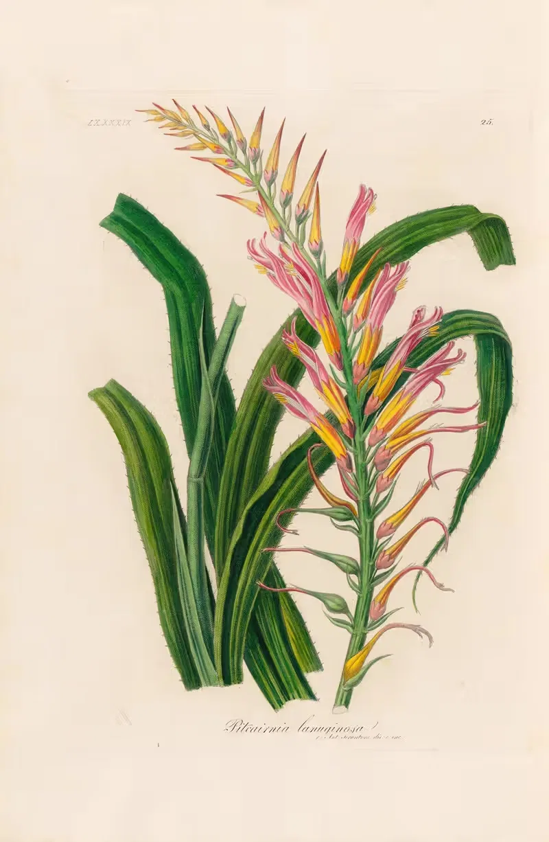 Pitcairnia lanuginosa by Gaetano Savi, 1818-1824 — digital art print download