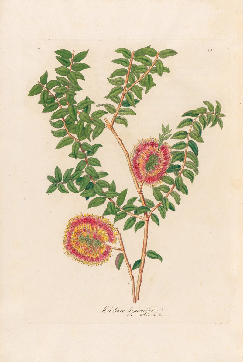Melaleuca hypericifolia by Gaetano Savi, 1818-1824 — digital art print download