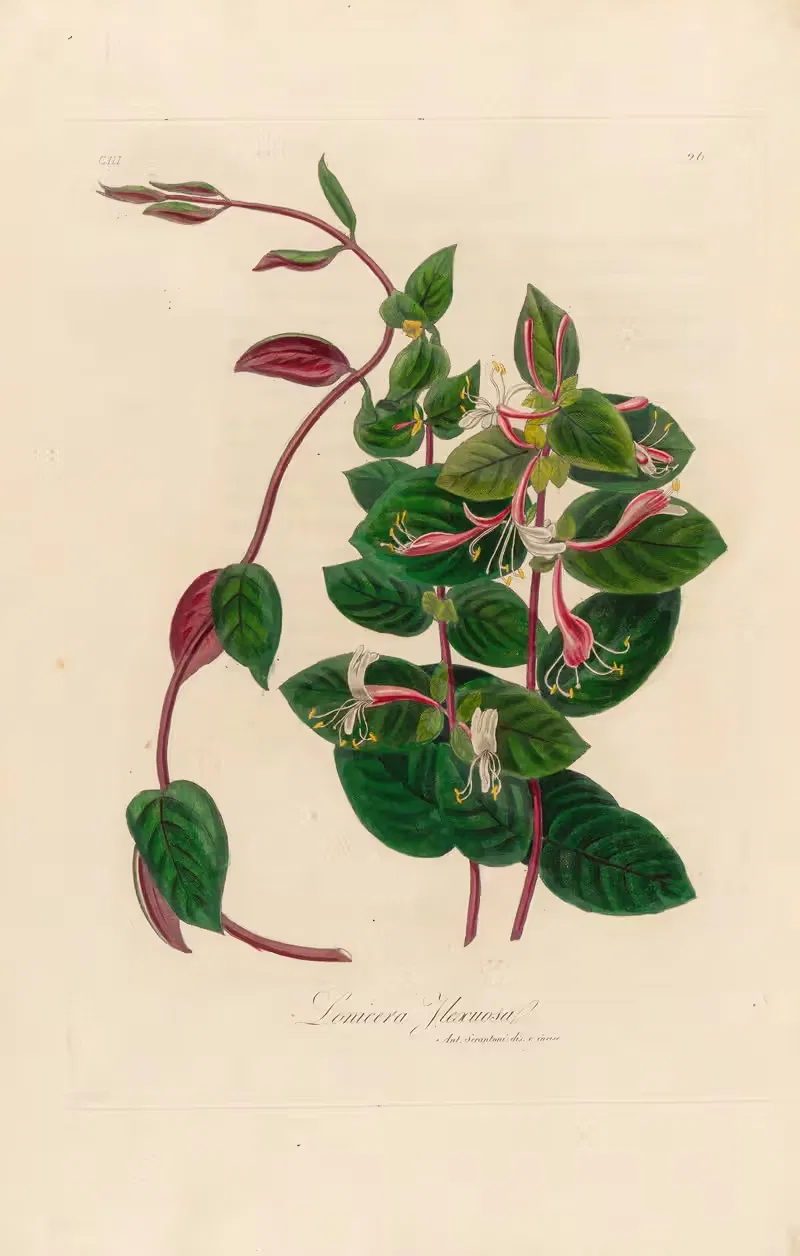 Lonicera Flexuosa by Gaetano Savi, 1818-1824 — digital art print download