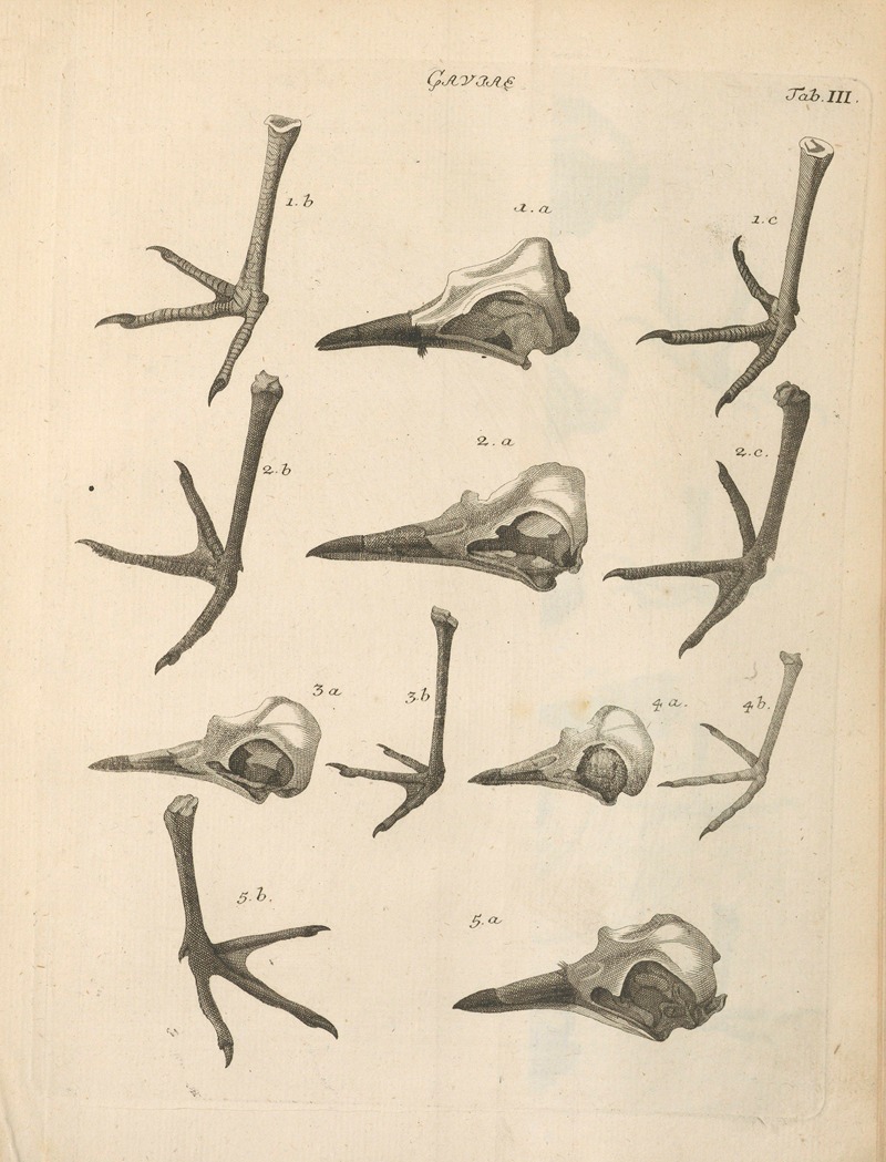 Stemmata avivm (Bird Genealogy) Pl.04 — Jacob Theodor Klein
