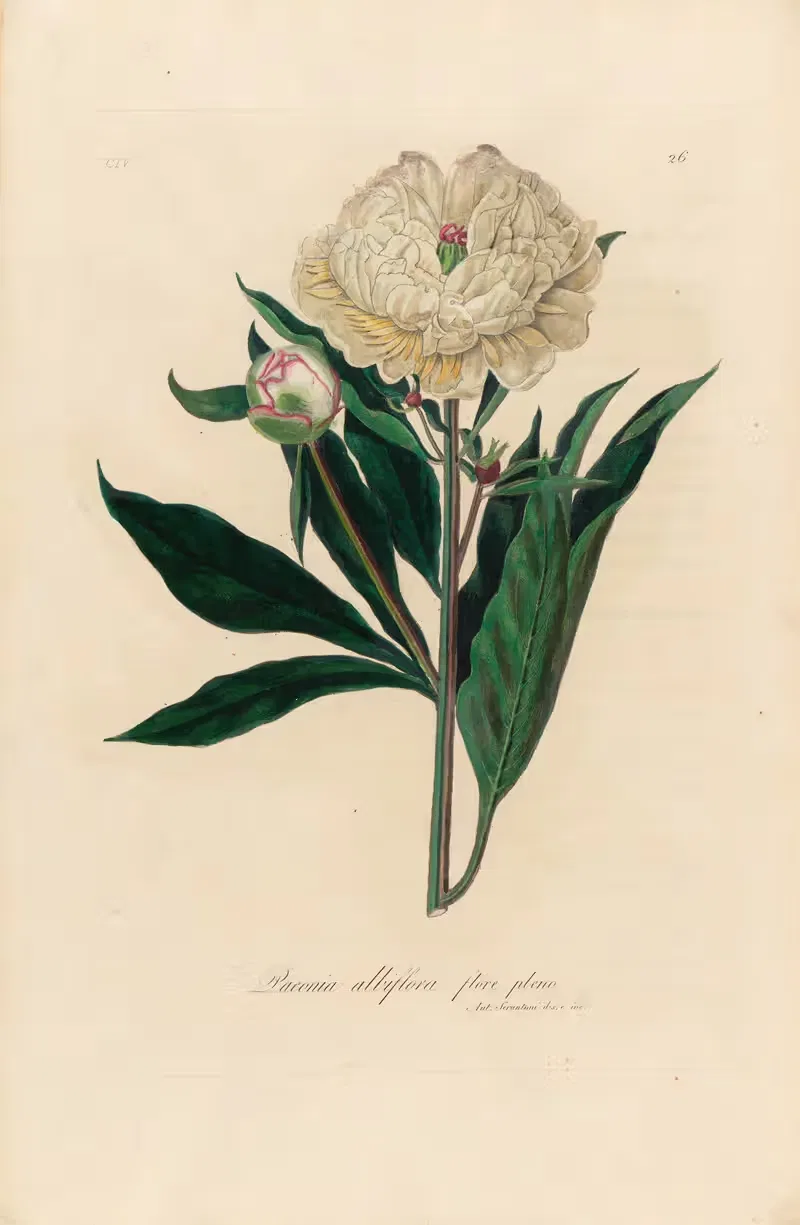 Paeonia albiflora flore pleno by Gaetano Savi, 1818-1824 — digital art print download
