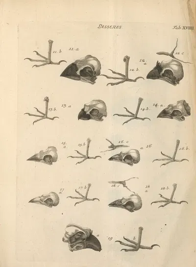 Stemmata avivm (Bird Genealogy) Pl.20 by Якоб Теодор Кляйн, 1759 — digital art print download