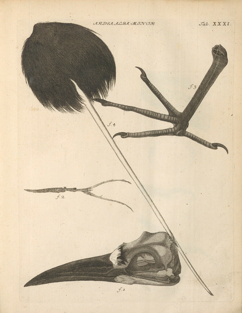 Stemmata avivm (Bird Genealogy) Pl.32 — Jacob Theodor Klein