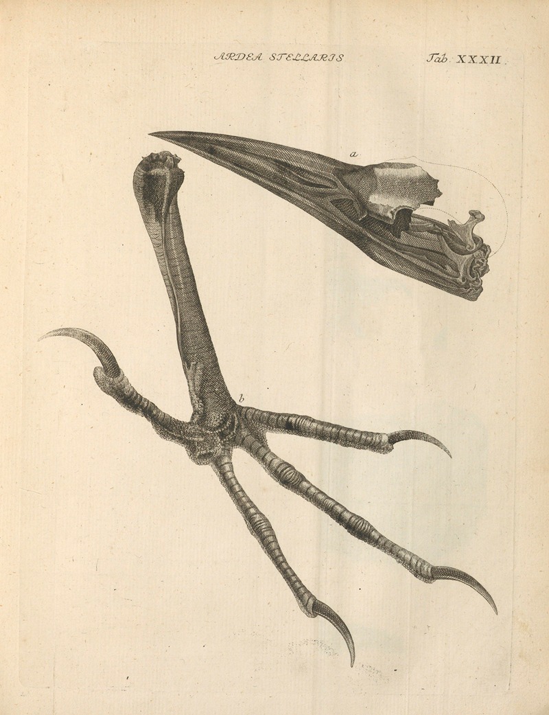 Stemmata avivm (Bird Genealogy) Pl.33 — Jacob Theodor Klein