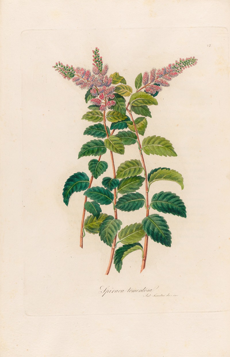 Spiraca tomentosa by Gaetano Savi, 1818-1824 — digital art print download