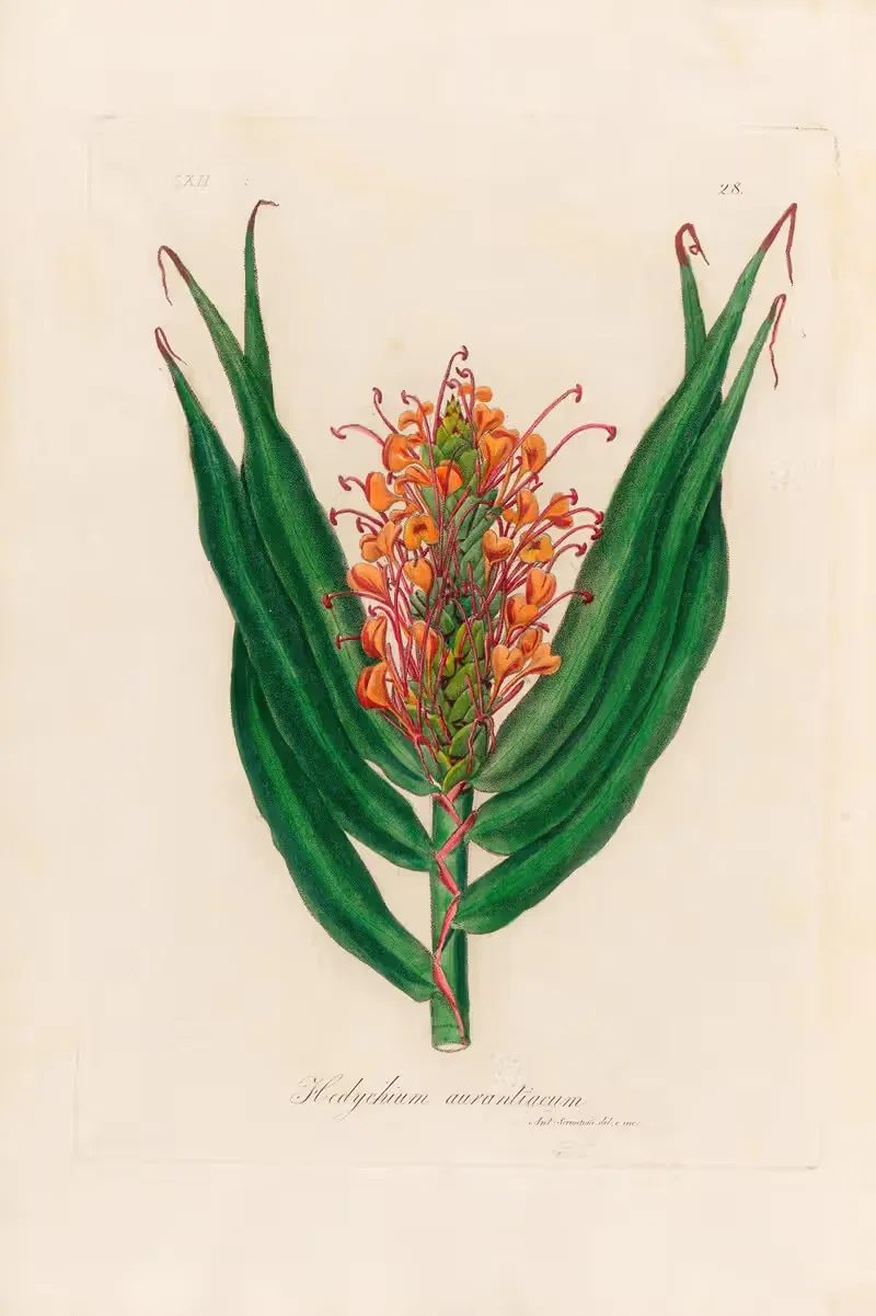 Hedychium aurantiacum by Gaetano Savi, 1818-1824 — digital art print download