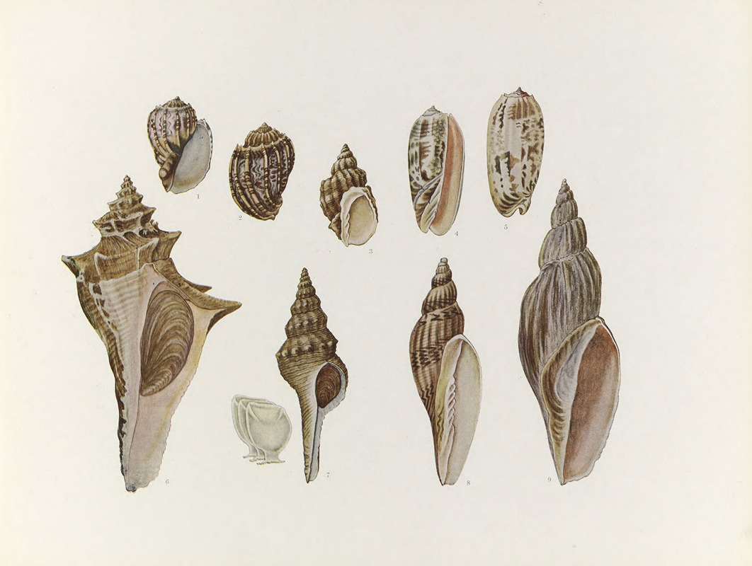 Nihon suisan doshokubutsu zushu Pl.43 — Kumataro Ito