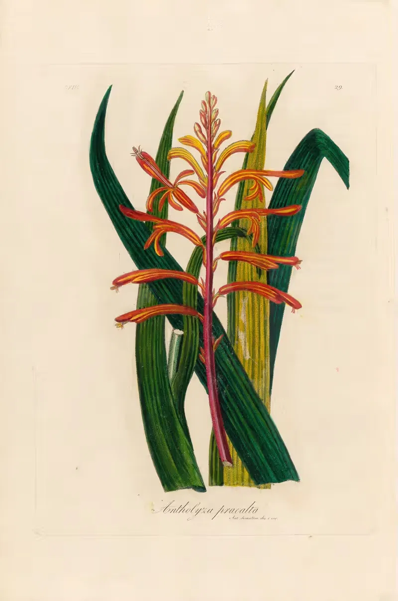 Antholyza praealta by Gaetano Savi, 1818-1824 — digital art print download