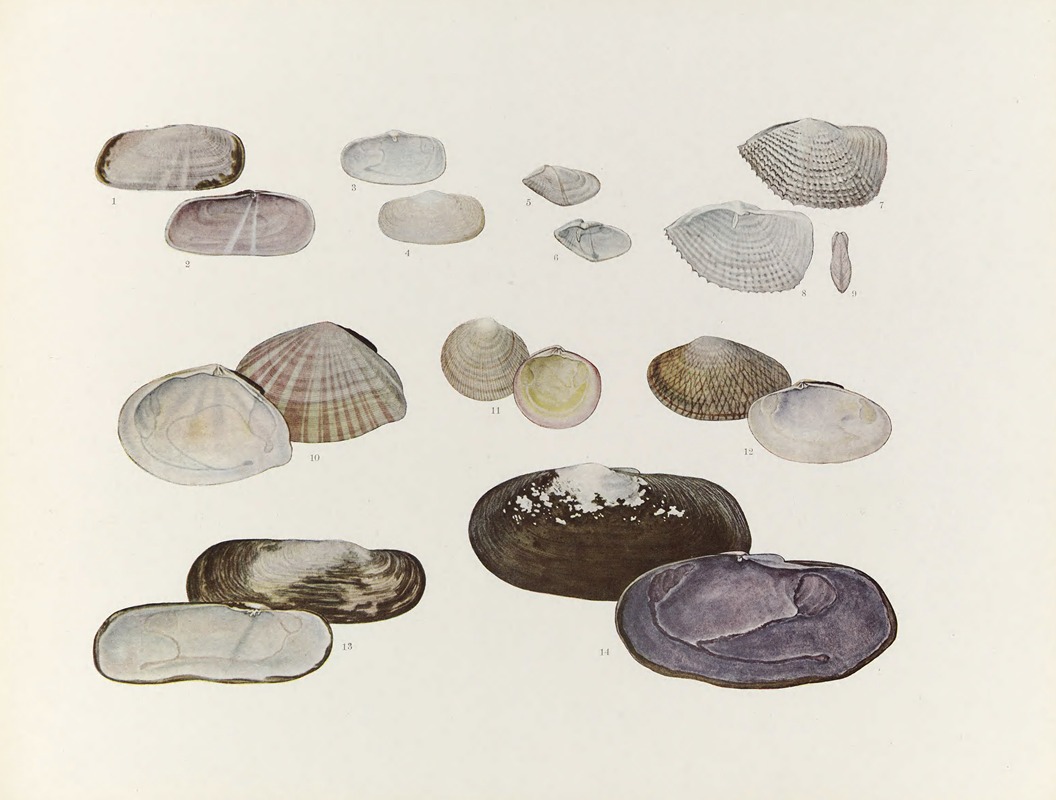 Nihon suisan doshokubutsu zushu Pl.54 — Kumataro Ito