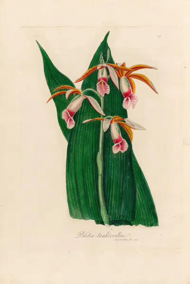 Bletia tankervillae by Gaetano Savi, 1818-1824 — digital art print download