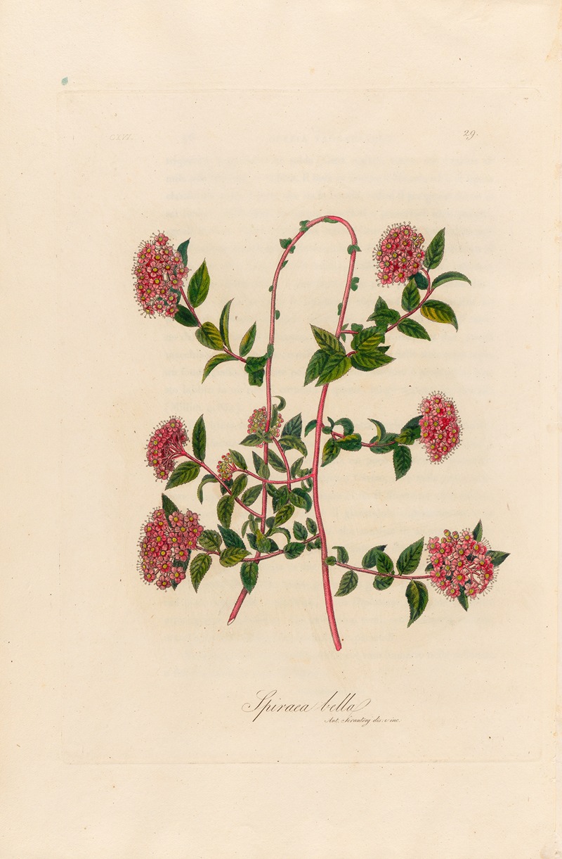 Spiraea bella by Gaetano Savi, 1818-1824 — digital art print download