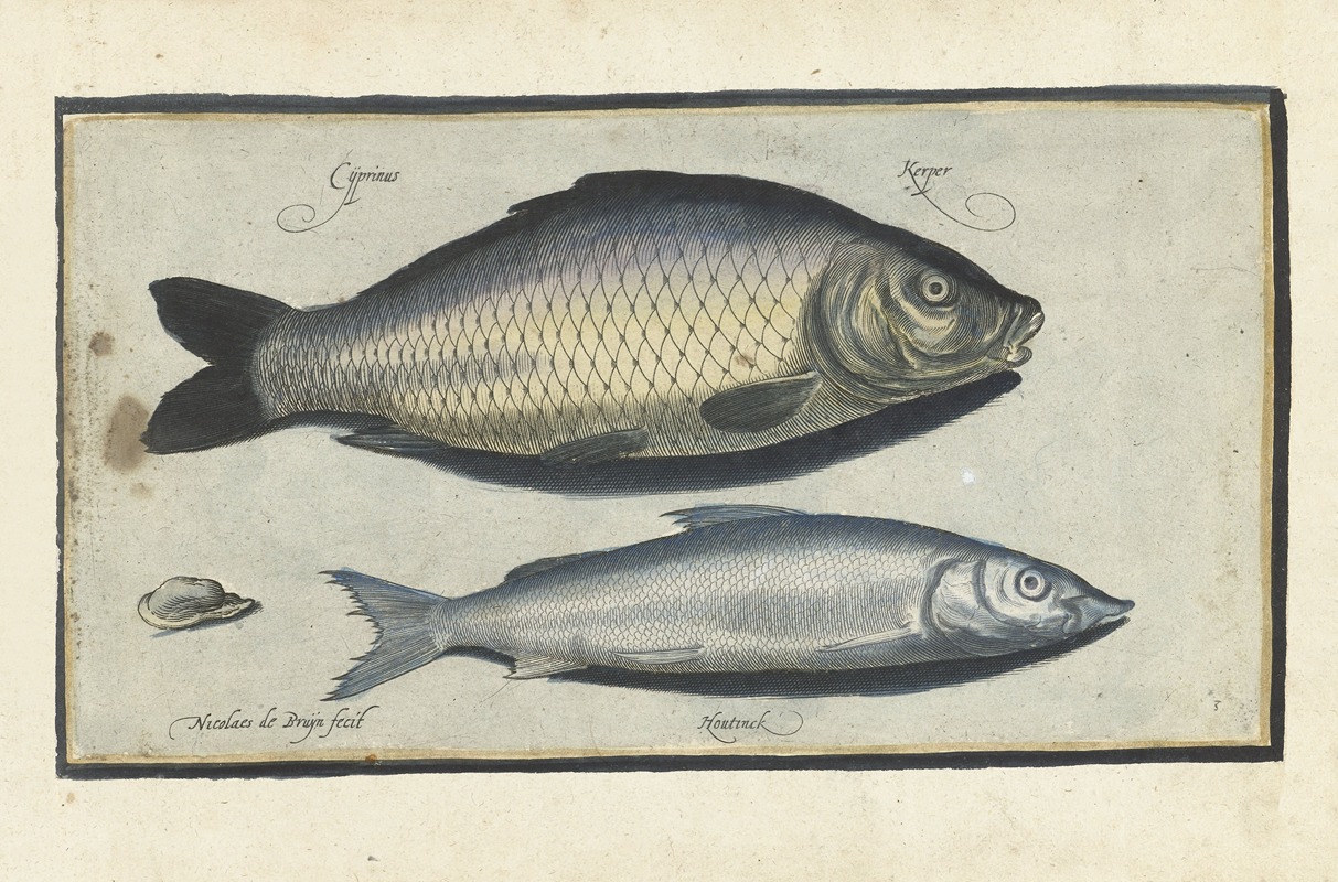 Two fish and a mussel; a carp and a herring — Nicolaes de Bruyn