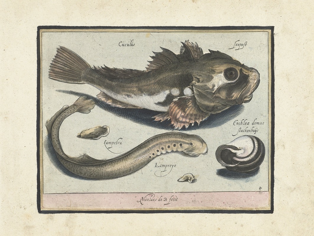 A gurnard, a lamprey eel, and a snail shell by Nicolaes de Bruyn, 1594 — digital art print download