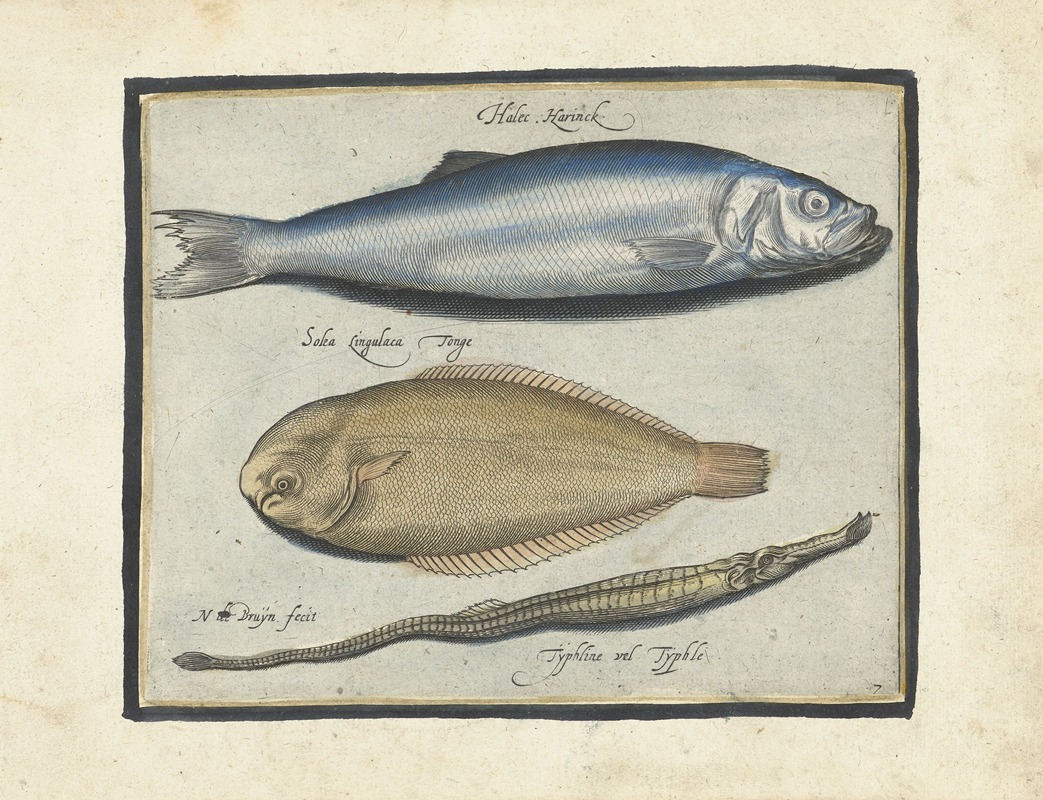 A herring, a sole, and a long fish by Nicolaes de Bruyn, 1594 — digital art print download