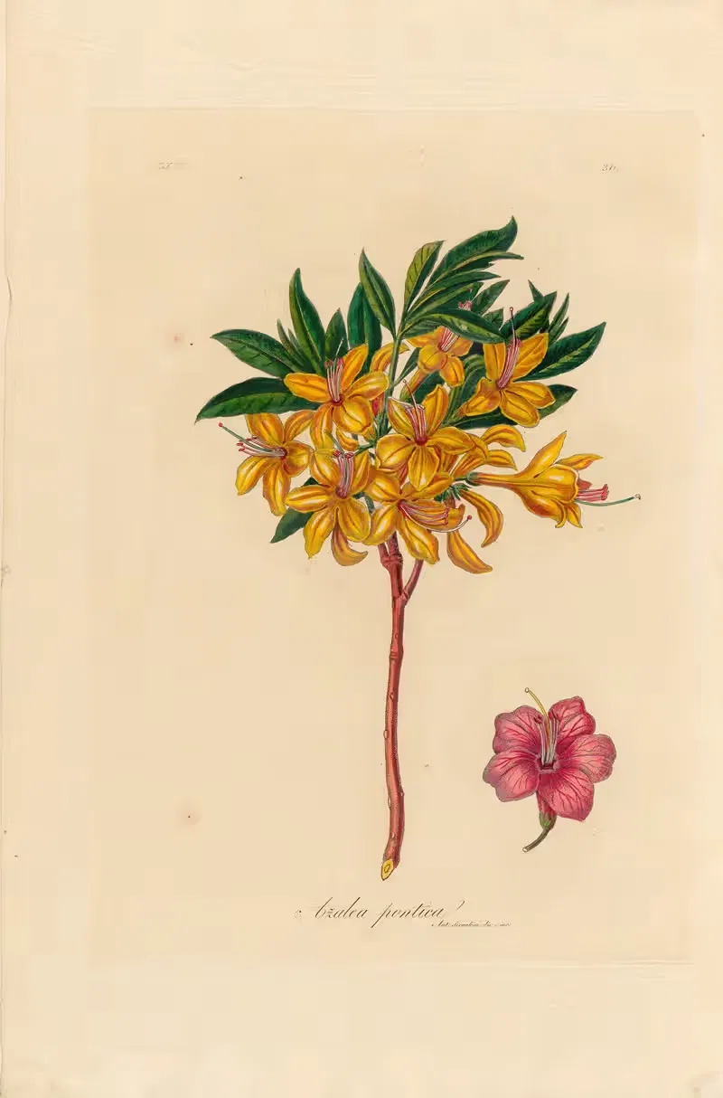 Azalea pontica by Gaetano Savi, 1818-1824 — digital art print download