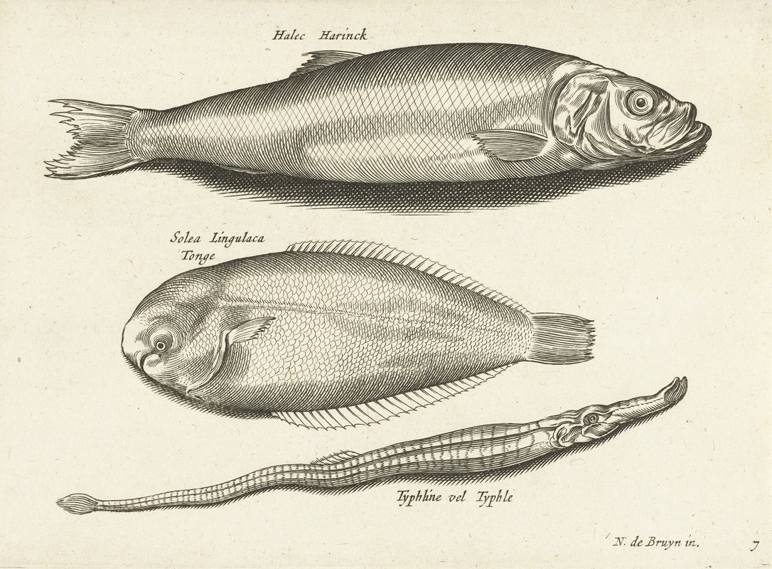 A herring, a sole, and a long fish by Nicolaes de Bruyn, 1594 — digital art print download
