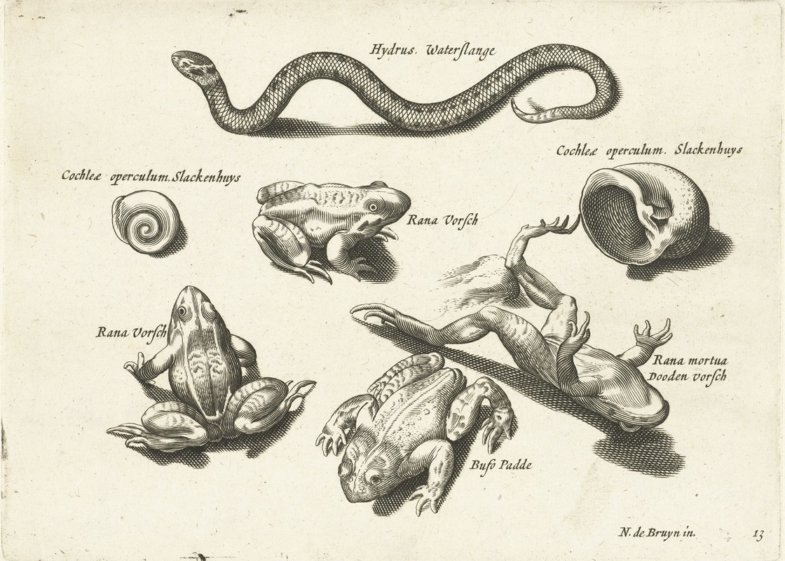 A water snake, three frogs (one dead), a toad, and two shells by Nicolaes de Bruyn, 1594 — digital art print download