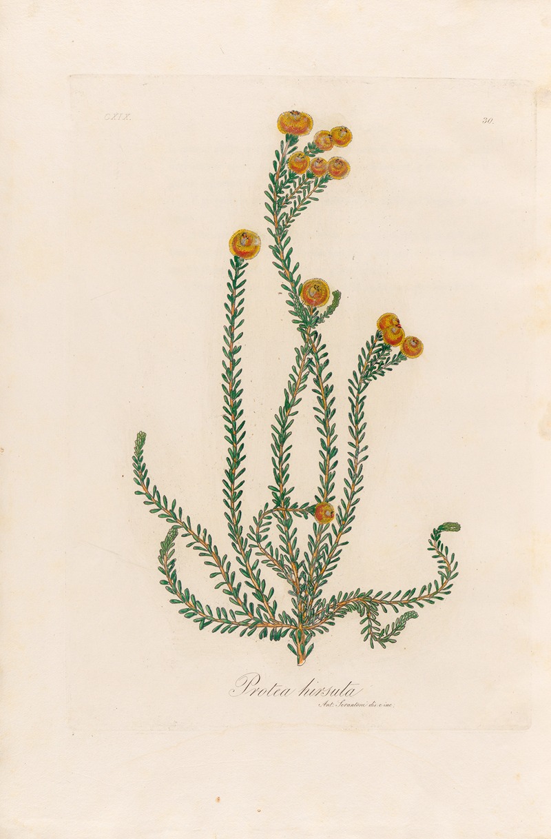 Protea hirsuta by Gaetano Savi, 1818-1824 — digital art print download