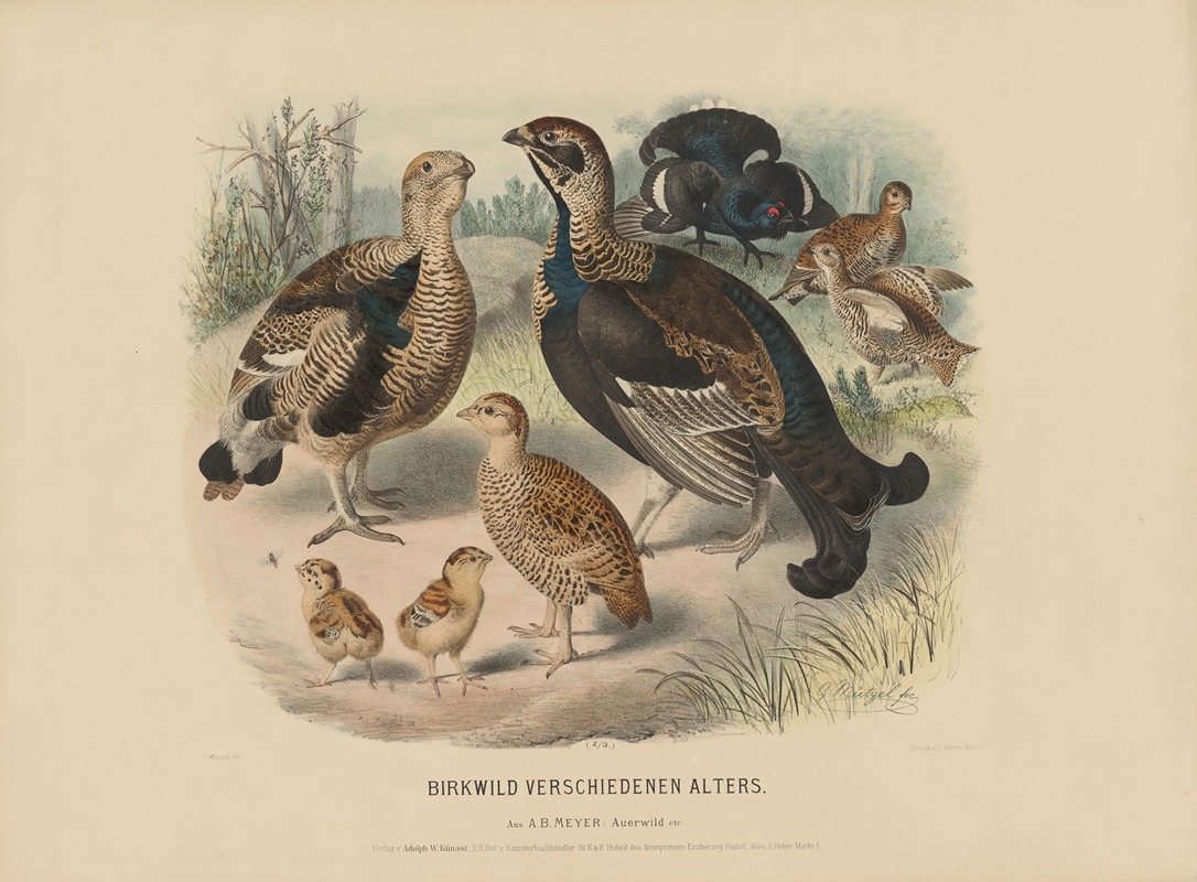 Birkwild verschiedenen Alters by Adolf Bernhard Meyer, 1887 — digital art print download