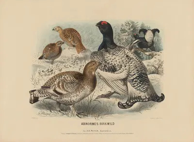 Abnormes Birkwild by Adolf Bernhard Meyer, 1887 — digital art print download