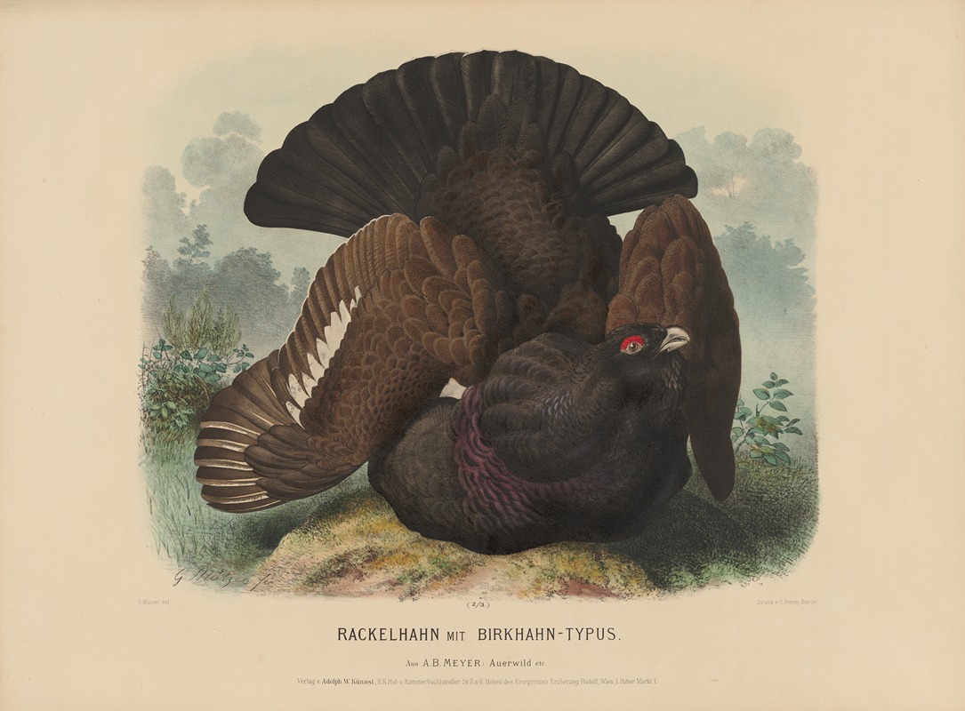 Rackeihahn mit Birkhahn-typus by Adolf Bernhard Meyer, 1887 — digital art print download