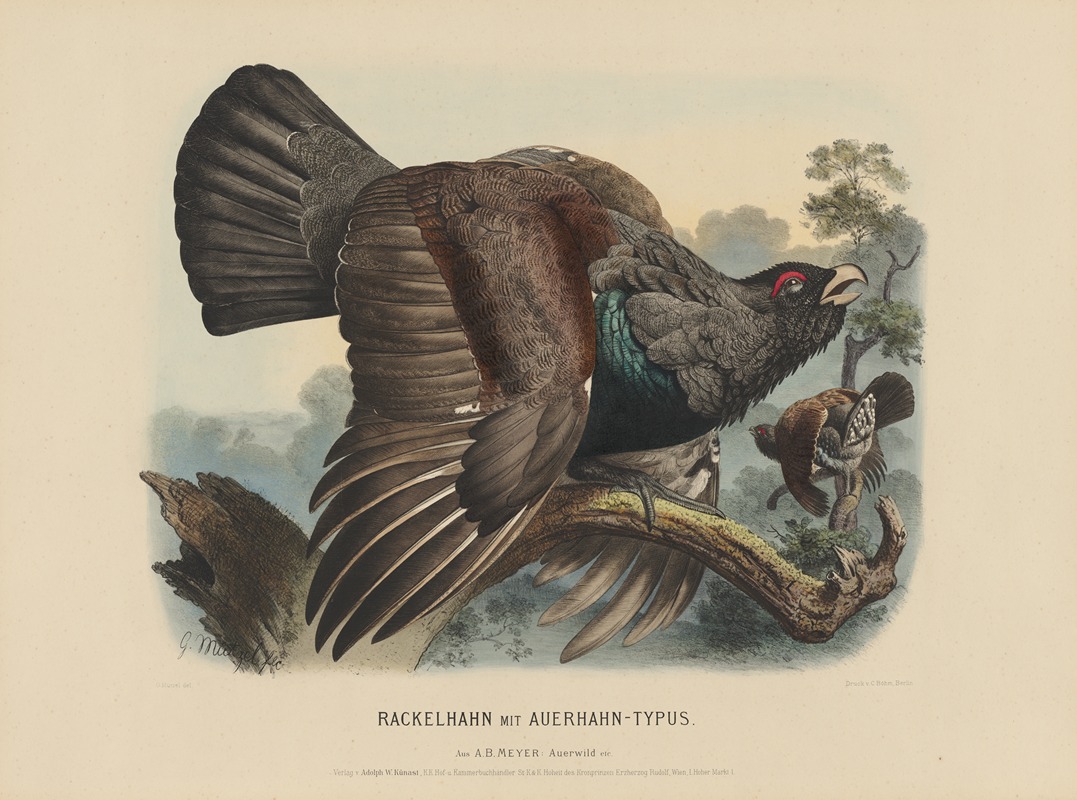Rackeihahn mit Auerhahn-typus by Adolf Bernhard Meyer, 1887 — digital art print download