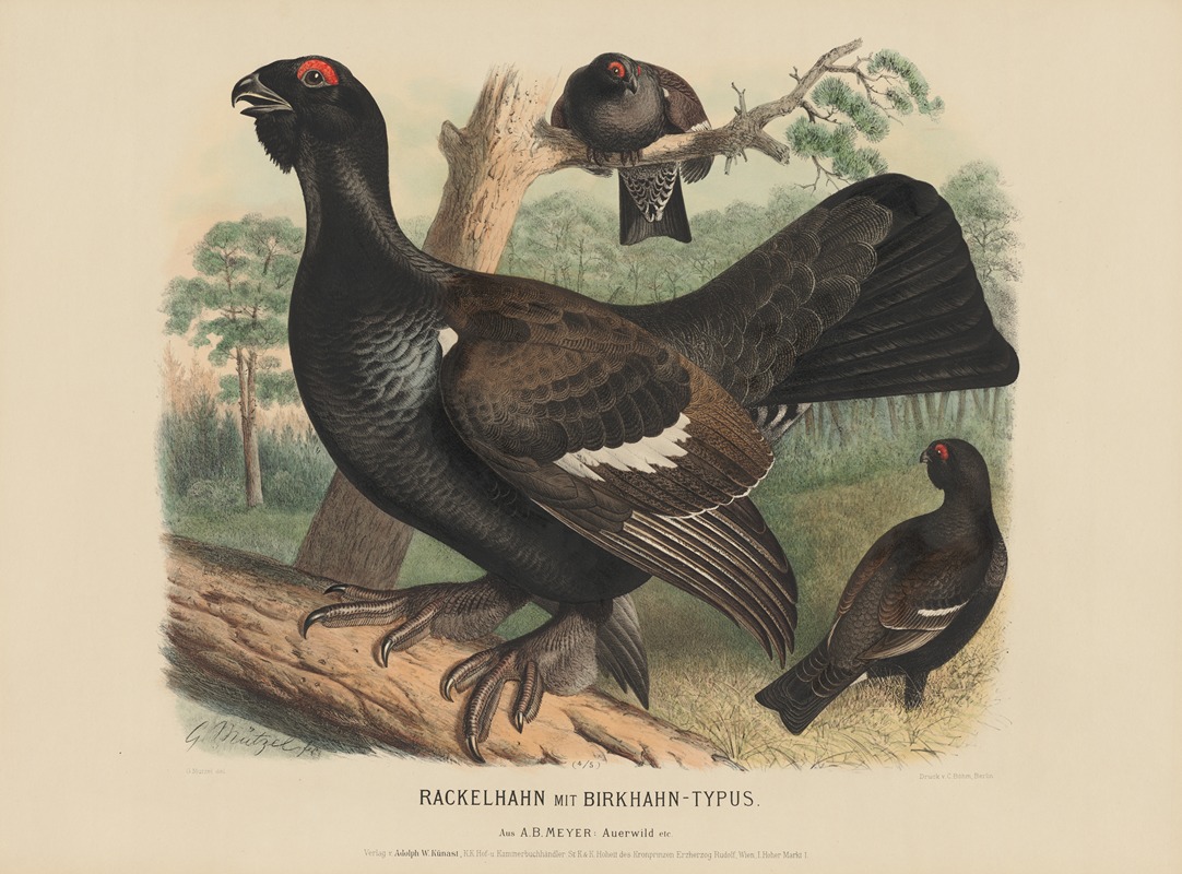 Rackeihahn mit Birkhahn-typus by Adolf Bernhard Meyer, 1887 — digital art print download