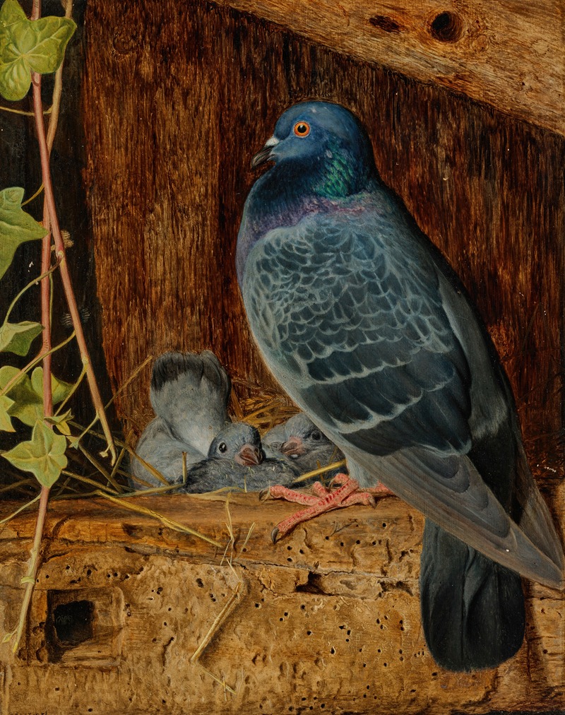 Pigeon and Nestlings by Уильям Джеймс Уэбб, 1856 — digital art print download