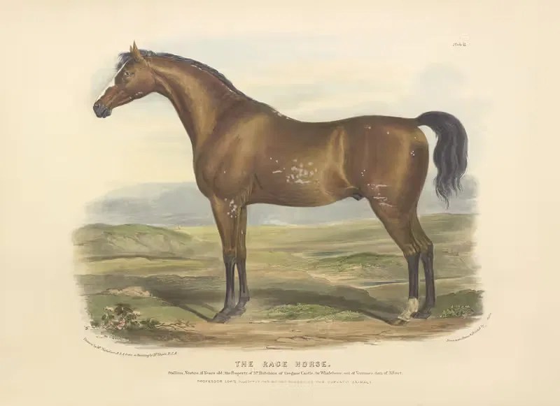 The Race Horse by David Low, 1842 — digital art print download