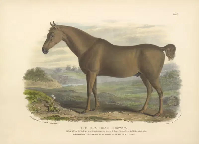The Old-Irish Hunter by David Low, 1842 — digital art print download