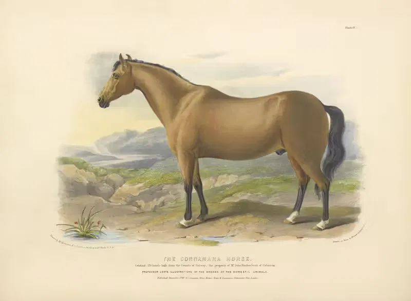 The Connamara Horse by David Low, 1842 — digital art print download