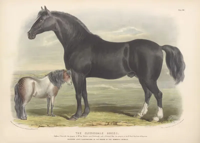 The Clydesdale Breed by David Low, 1842 — digital art print download
