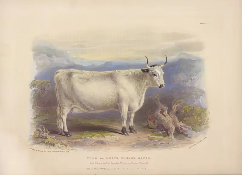 The Wild or White Forest Breed by David Low, 1842 — digital art print download