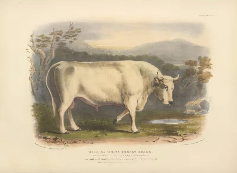 The Wild or White Forest Breed by David Low, 1842 — digital art print download