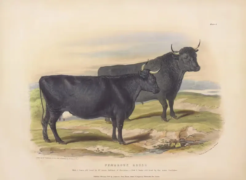 The Pembroke Breed by David Low, 1842 — digital art print download