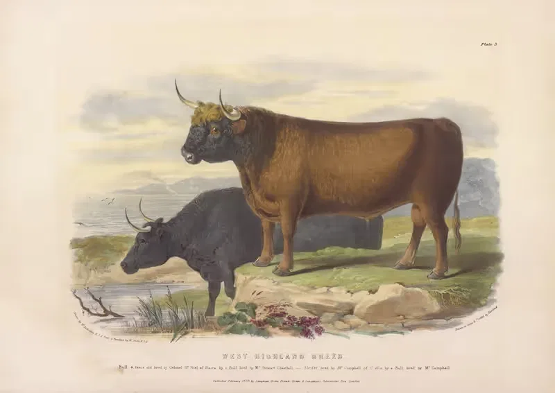 The West Highland Breed by David Low, 1842 — digital art print download